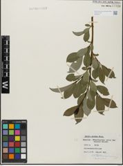 Foto von Salix glabra Scop.